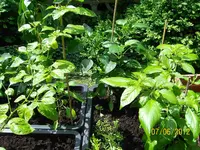 Habapap 100_1007 (Large).webp
