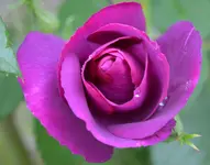 Rapsody in blue.webp