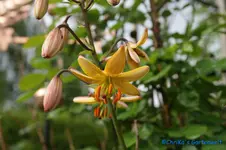 comp_DSC08095.webp