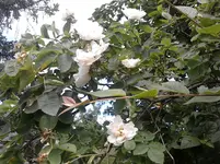 P070612_15.50.webp