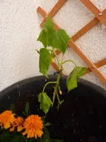 P1080490.webp P1080490.webp