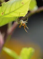 Spinnenelfe gaanz zart.webp