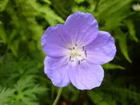 Geranium_einzeln.webp