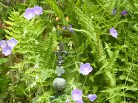 Geranium.webp