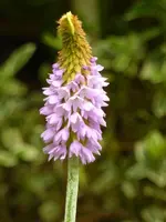 Orchideenprimel.webp