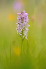 DSC_3080-20120603-131350.webp