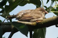 2012_0607Frühling0086.webp
