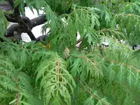 Unbekannter Strauch-Baum.webp