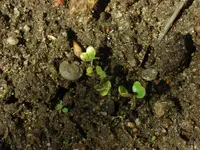 Broccoli 08.06.12-1.webp