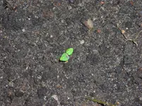 Buschbohnen 08.06.12.webp
