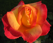 rosenblüte im mai12.webp