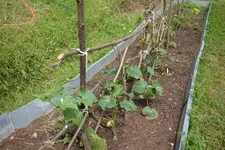 Gurkenfreuden.webp