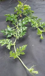20120605_141819.webp