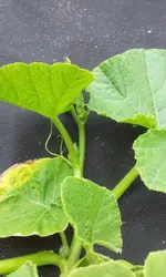 20120605_141544.webp