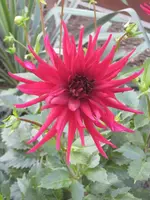Dahlie rot 001.webp
