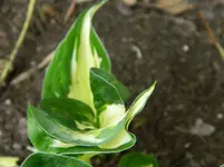 DSCN5623.webp