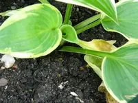 DSCN5626.webp
