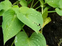 DSCN5628.webp