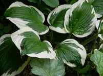 DSCN5629.webp