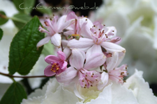 Vita Deutzia.webp