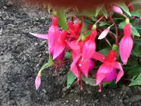 041.webp