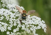 Ein Flirt.webp