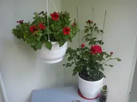 DSC00437.webp