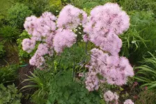 2012_0609Frühling0011.webp