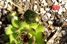 2012_060 weich gelandet.webp