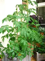 IMG_3339.webp