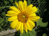 sommer 004.webp