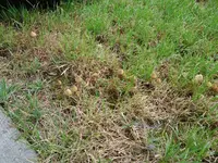 pilze-im_rasen1.webp
