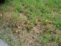 pilze_im_rasen2.webp