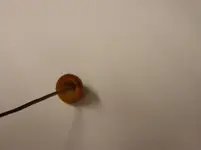 pilz_im_garten3.webp