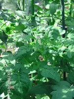 BILD0259.webp