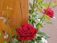 Kopie von IMG_0284.webp