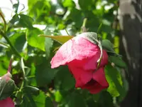 IMG_0987.webp