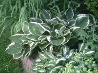 Funkien.9.6.2012.webp