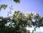 Jasmin in der Sonne.9.6.2012.jpg