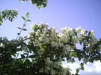 Jasmin in der Sonne.9.6.2012.webp