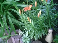 Lilien mit Henry.9.6.2012.webp
