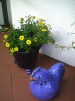 Topf mit Huhn.9.6.2012.webp