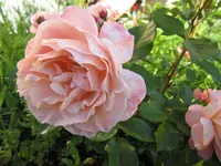 MarieCurie2.webp