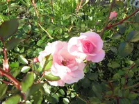 Bonica82.webp