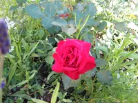 NinaWeibull.webp