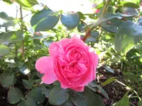 LeonardoDaVinci.webp