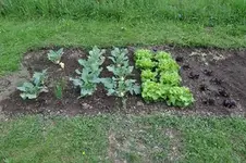 garten1.webp