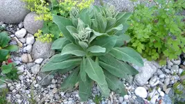 DSCN3060.webp