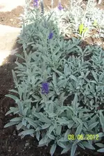 004.webp