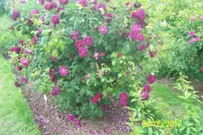 091.webp